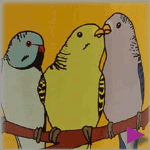 Eco Kids Safe 'Parrots' - Water Bottle from Earthlust at playtimeyoga.com